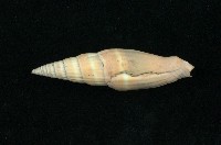 藏品(紅筆螺)的圖片